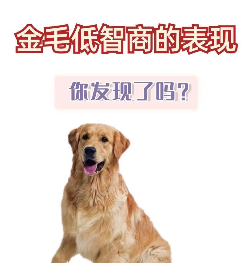 狗狗的智商为何在多领域超越人类？