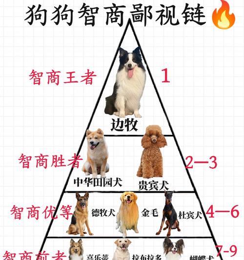狗狗的智商为何在多领域超越人类？