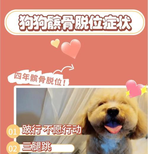 泰迪髌骨脱位对寿命影响及科学预防指南