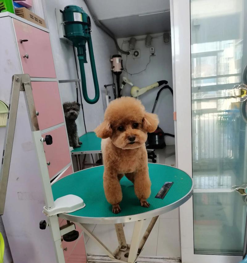 泰迪犬产后洗澡时间及护理要点