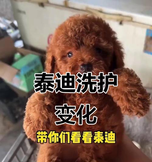 泰迪犬产后洗澡时间及护理要点