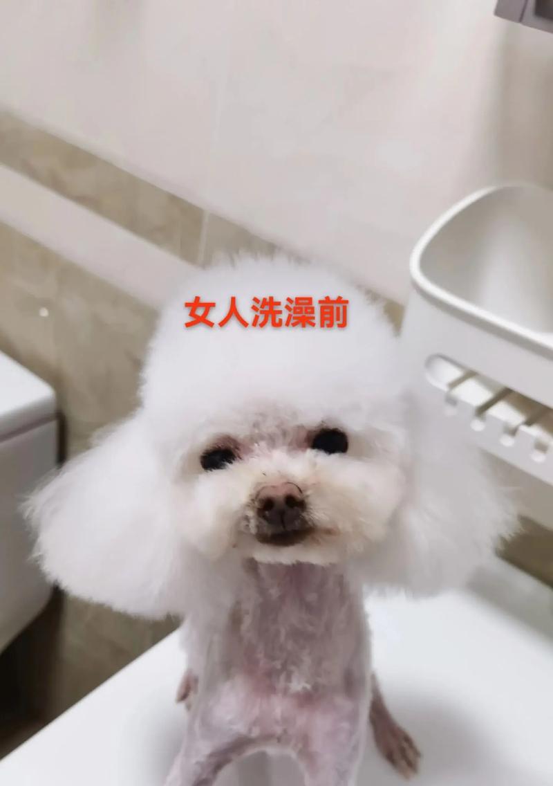 泰迪犬产后洗澡时间及护理要点
