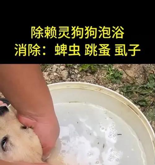 狗寄生虫感染后的生存期及防护关键