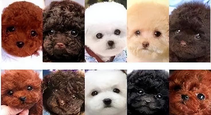 5大实用技巧辨别泰迪犬纯种或混血
