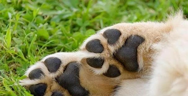 5大实用技巧辨别泰迪犬纯种或混血