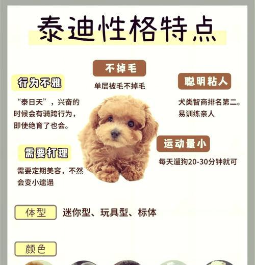 5大实用技巧辨别泰迪犬纯种或混血