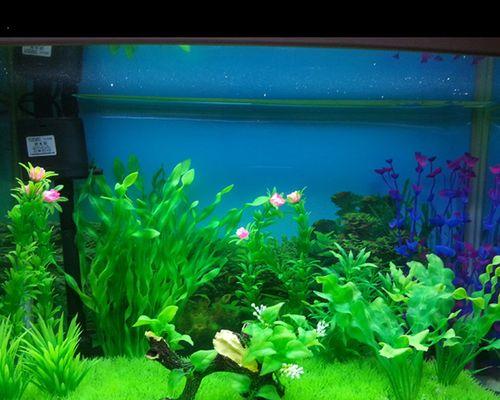 水族箱布景技巧：岩石、植物与装饰品搭配