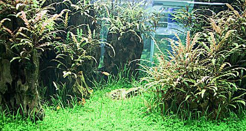 水族箱布景技巧：岩石、植物与装饰品搭配