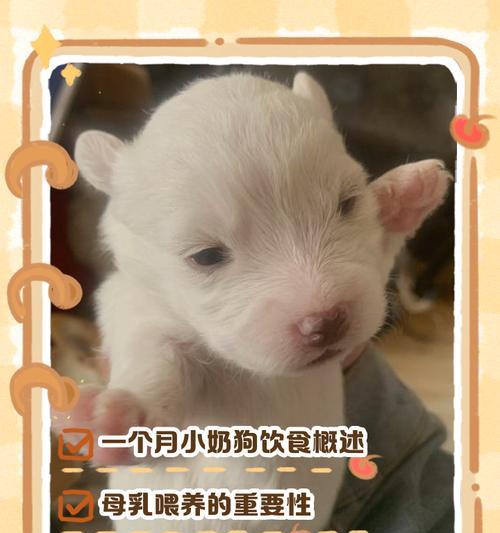 小奶狗满月后睡眠需求与健康护理指南