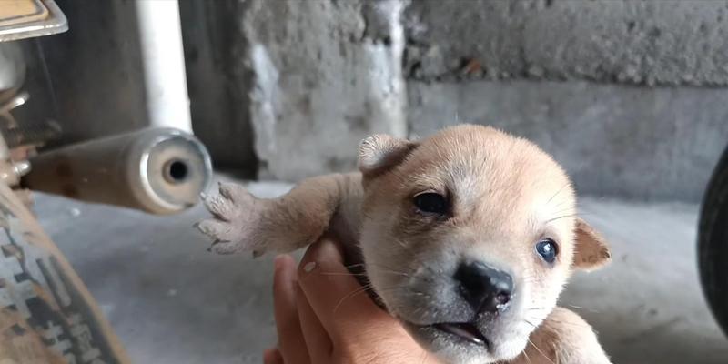 小奶狗满月后睡眠需求与健康护理指南
