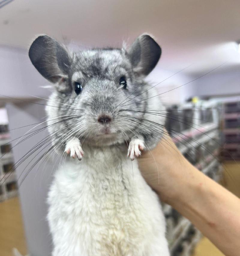 龙猫颜色大赏：探索多样品种与独特视觉魅力