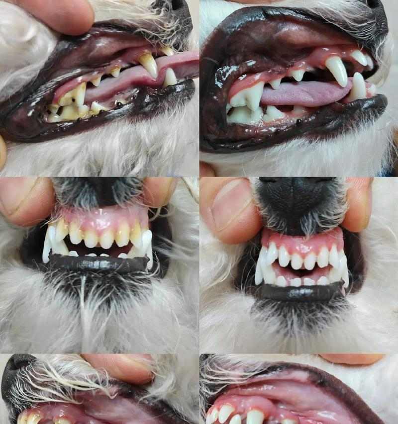 狗狗牙结石预防全攻略：饮食与护理必知要点