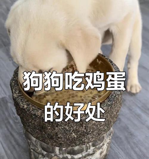 科学饮食对抗小狗内火：15种有效降火食物
