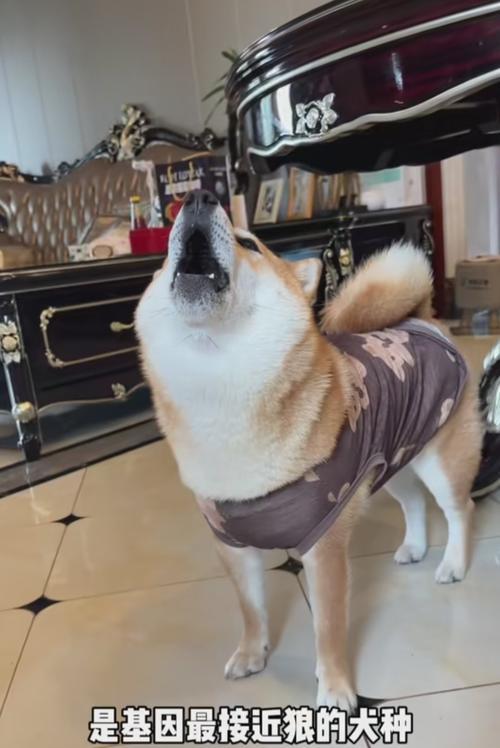 柴犬优缺点全解析：适合家庭饲养的关键要点