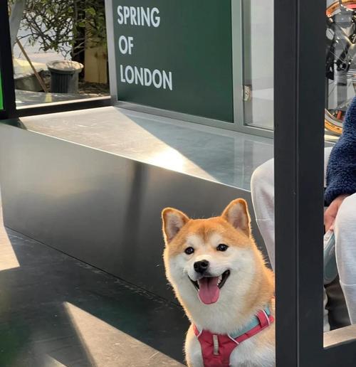 柴犬优缺点全解析：适合家庭饲养的关键要点