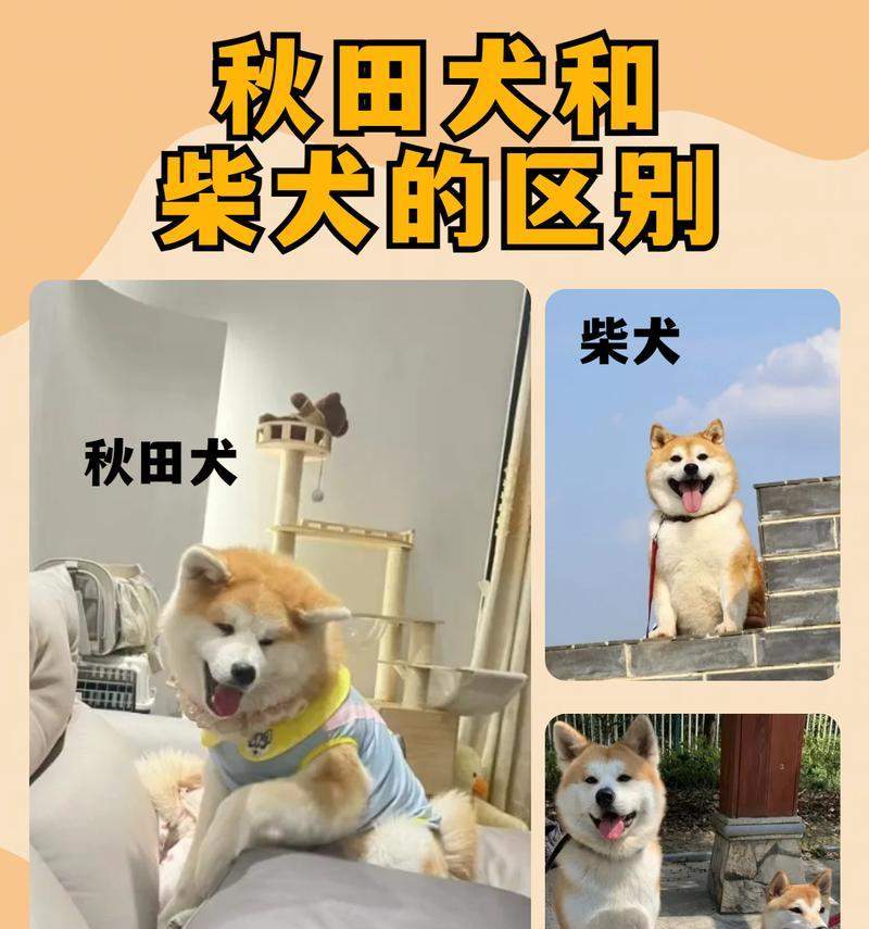 柴犬优缺点全解析：适合家庭饲养的关键要点