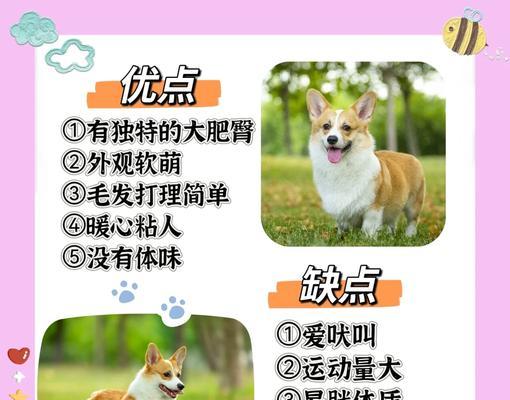 柯基犬饲养全攻略：健康快乐生活的15个关键要点