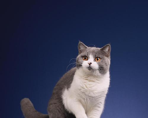 英国短毛猫毛色大全：优雅多样的魅力选择