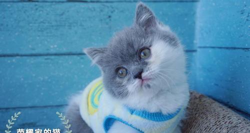 英国短毛猫毛色大全：优雅多样的魅力选择