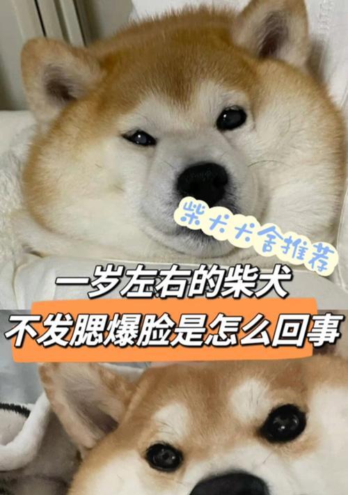 柴犬为何未爆脸？原因与促爆指南