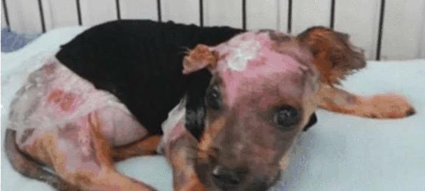 狗狗中毒植物大揭秘 危险品种与防范措施