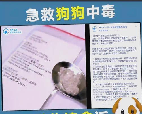 狗狗中毒植物大揭秘 危险品种与防范措施