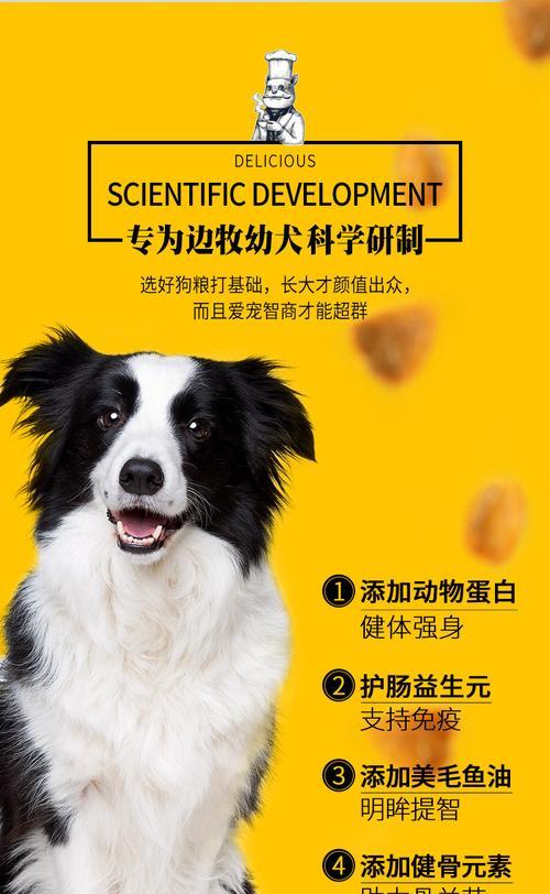 小牧羊犬喂食时间及分阶段饮食建议