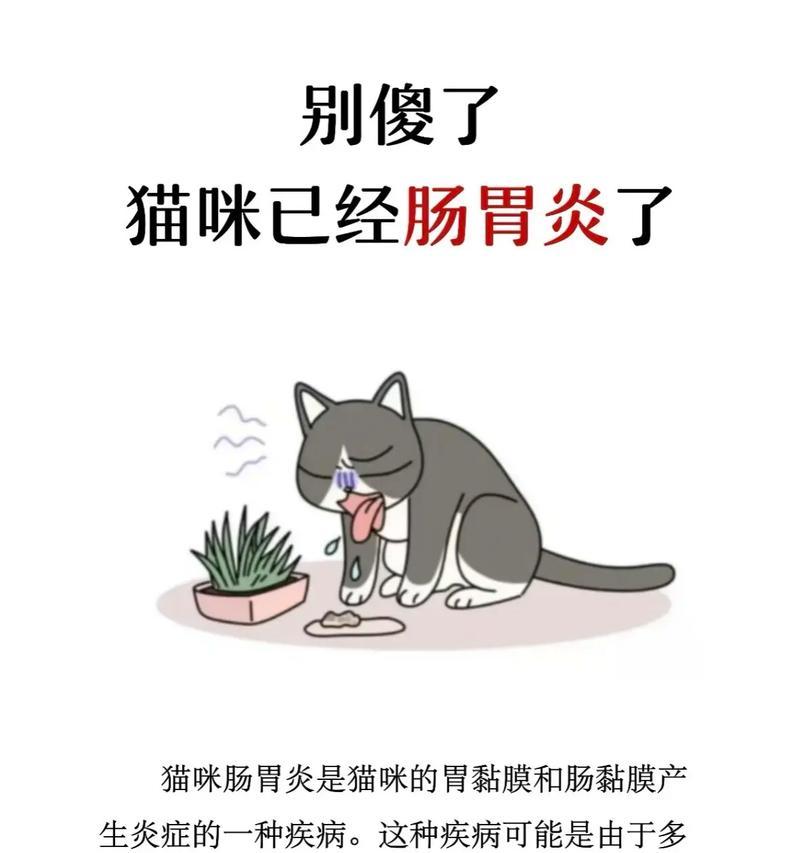 怀孕猫咪拉稀预防与护理指南