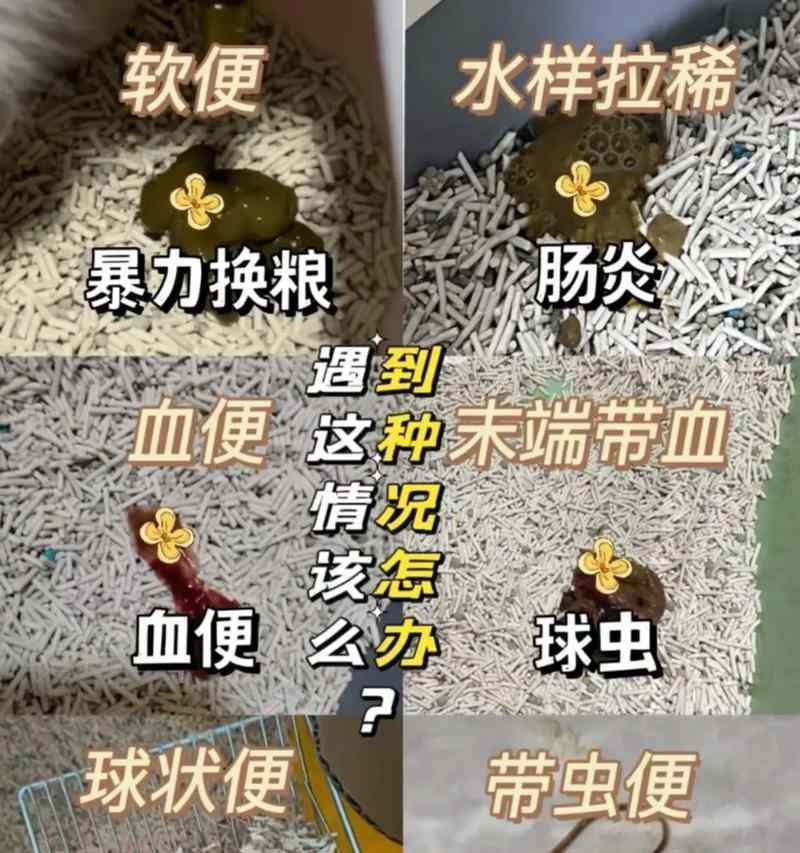 怀孕猫咪拉稀预防与护理指南