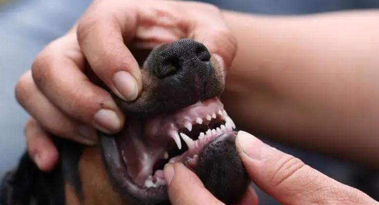 狂犬疫苗后科学护理小狗洗澡注意