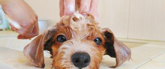 狂犬疫苗后科学护理小狗洗澡注意