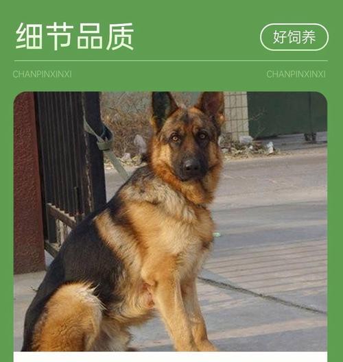 德国牧羊犬训练方法——培养完整乖巧的伴侣（了解德牧习性，科学训练你的犬只）