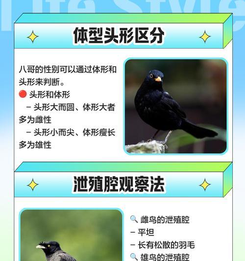 花八哥换毛周期及注意事项（了解花八哥换毛的时间和保持健康的方法）