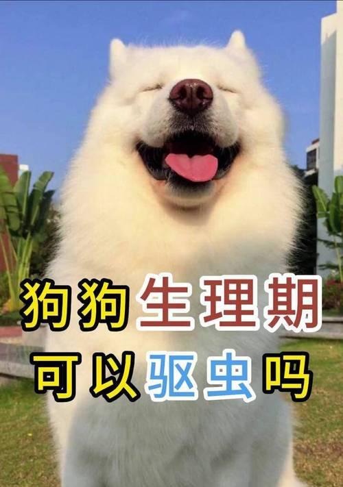 宠物狗狗的驱虫时间（科学驱虫，让狗狗远离寄生虫的危害）