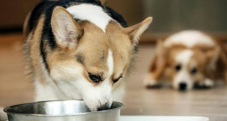 体型小巧的狗狗（揭秘食量小却活力十足的狗狗品种）