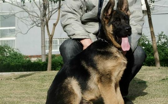 德国牧羊犬科学训练方法：信任建立与行为培养全解析