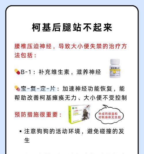 柯基犬便秘原因及科学解决方法全解析