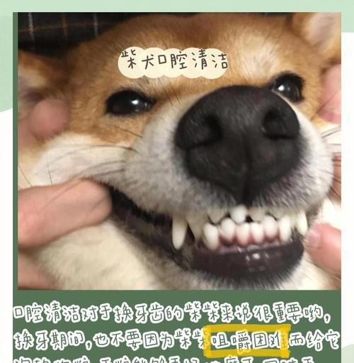 柴犬不爆脸常见原因及改善方法