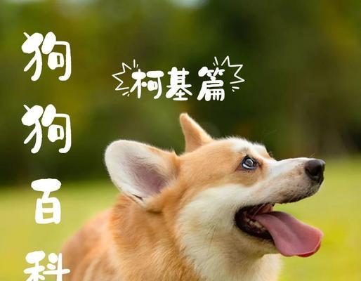 柯基犬便秘原因及科学解决方法全解析