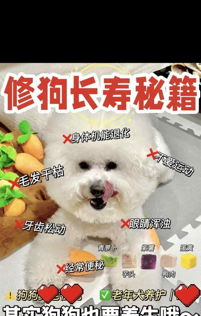 柯基犬便秘原因及科学解决方法全解析