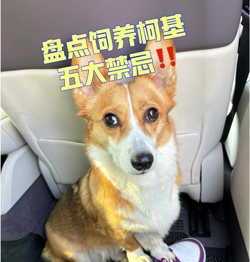 新手养柯基必备用品指南：打造舒适生活空间
