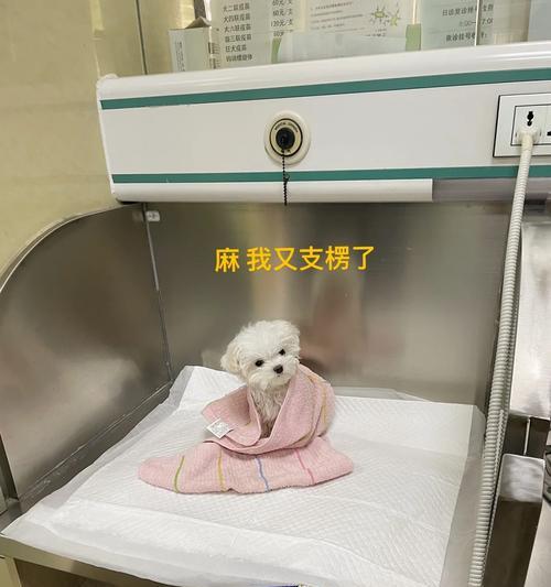 幼犬低血糖防治全攻略