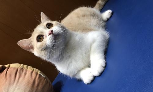 英国短毛猫毛色大全：稀有与经典共存