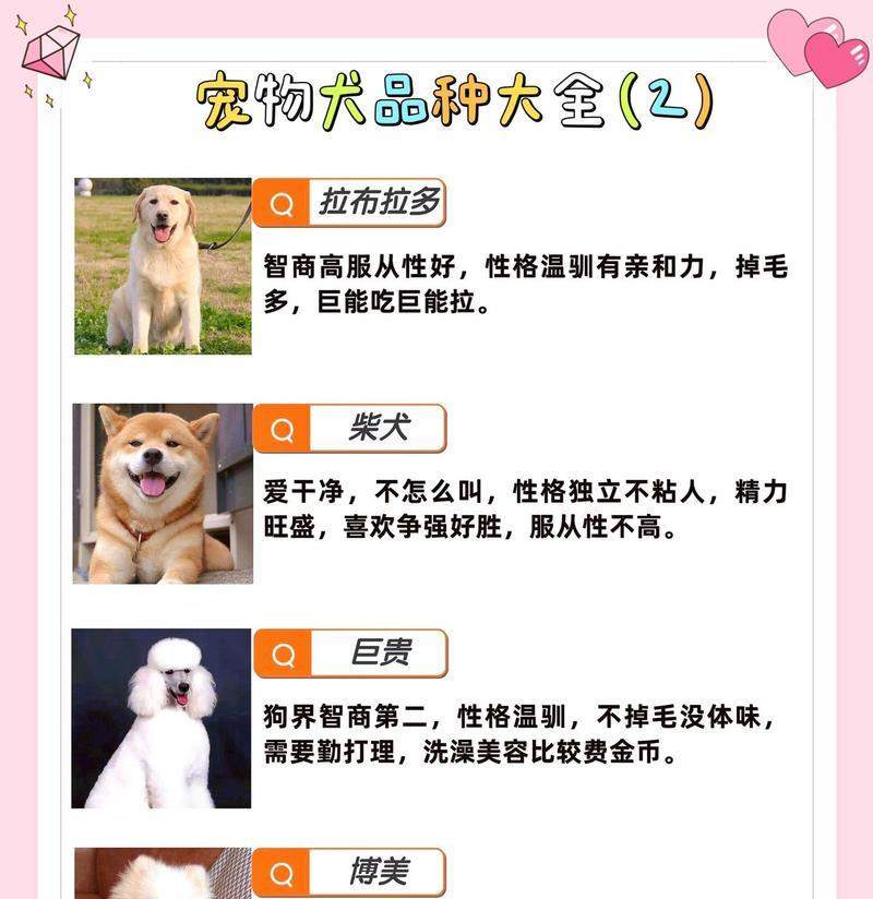 小型犬小食量背后的惊人活力解析