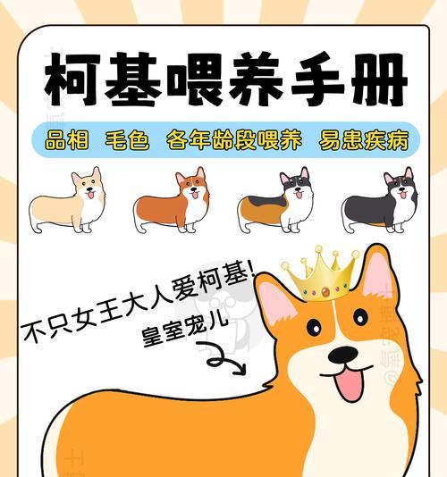 柯基犬饲养指南：健康生活与必备注意事项