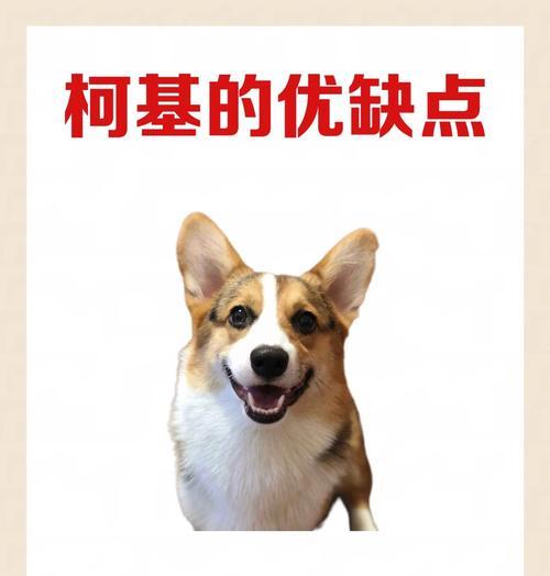 柯基犬饲养指南：健康生活与必备注意事项