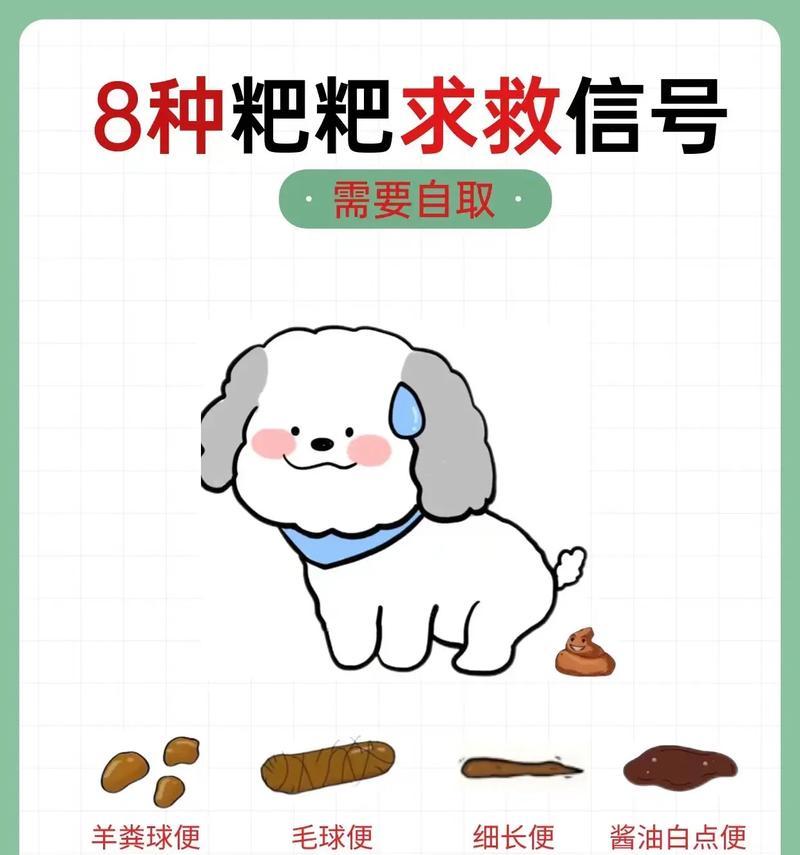 狗狗为何爱吃便便？科学解决方法与预防策略