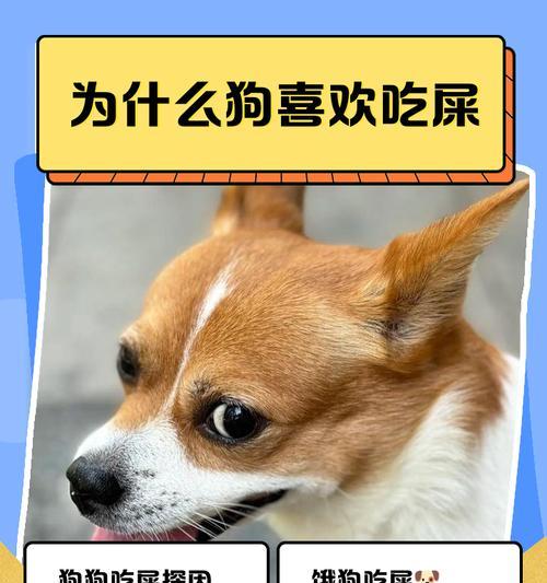 狗狗为何爱吃便便？科学解决方法与预防策略