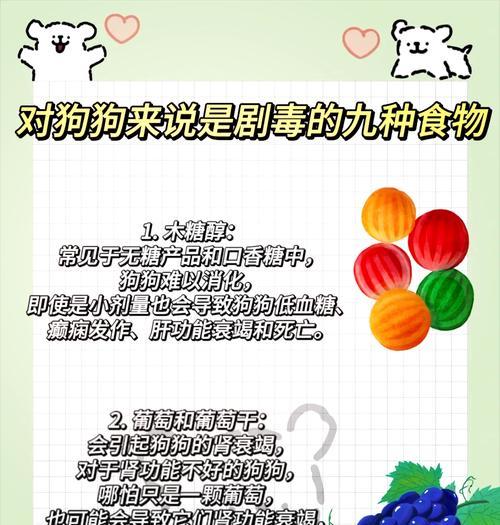 幼犬低血糖预防与处理全攻略