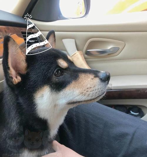 专业宠物犬托管服务让爱犬健康快乐成长